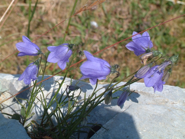 Campanula scheuchzeri / Campanula di Scheuchzer